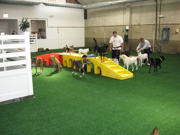 K9 Grass at Doggie Daycare